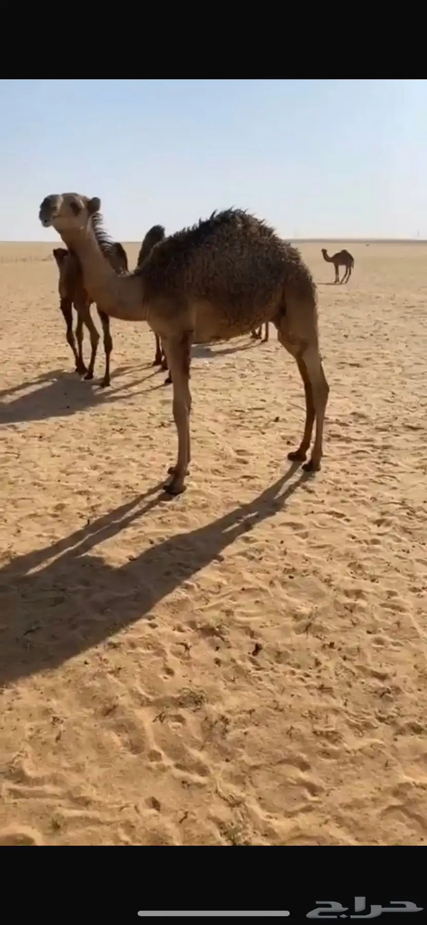 قعدان حشو قصب 4