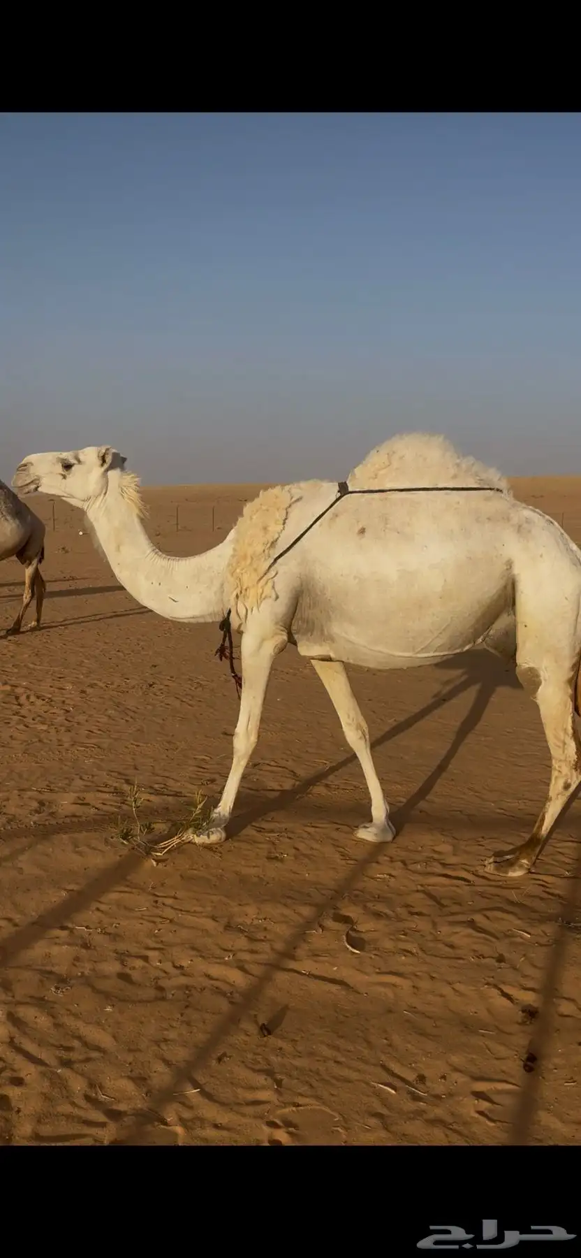 خلفه عفراء هديه 0