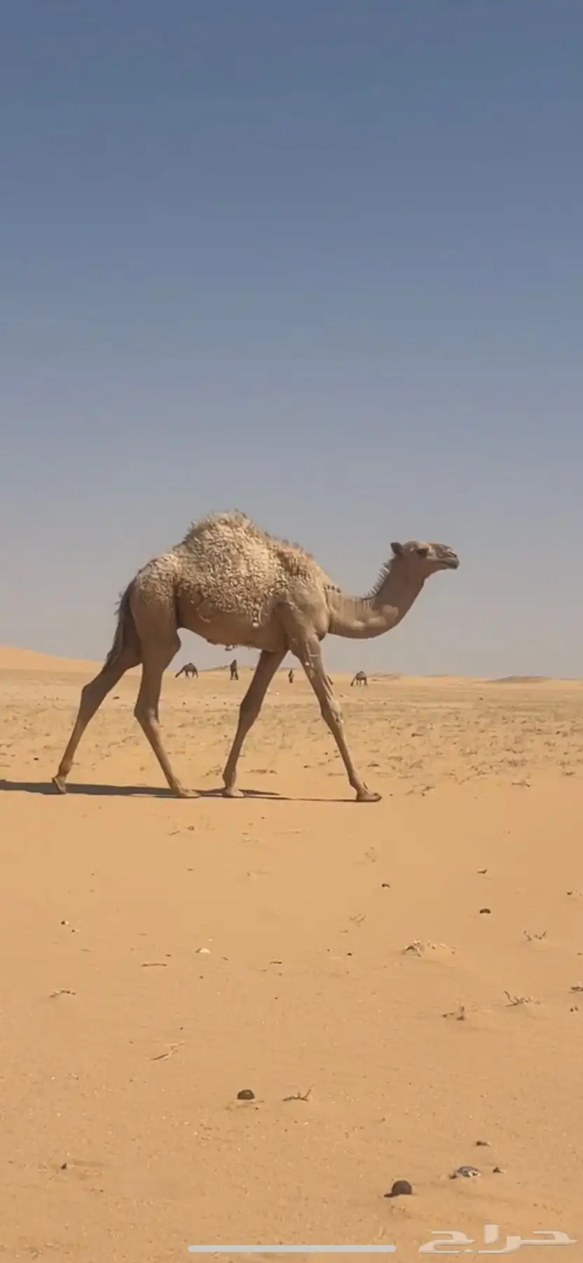 قعدان قصب فل شحم 3