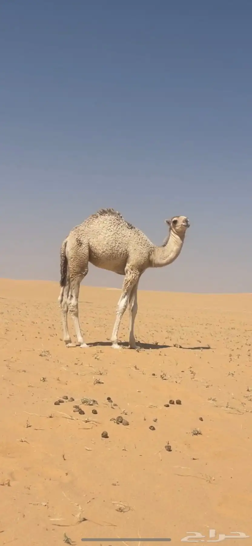 قعدان قصب فل شحم 4