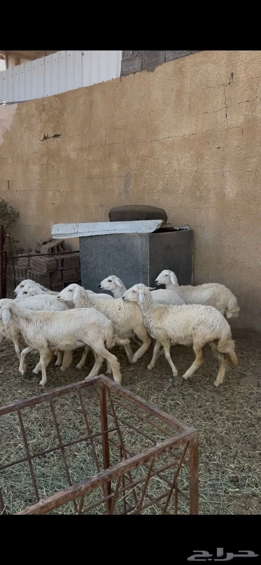 خرفان كفو ومتربيه عندي بظهران الجنوب ذبايح كفو ومشروطه 0