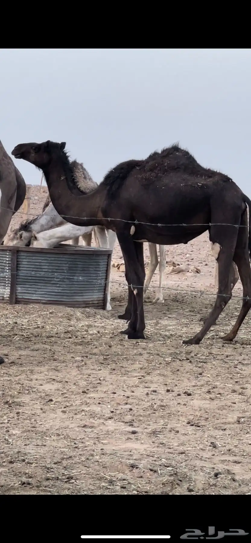 لقحات مجاهيم 8