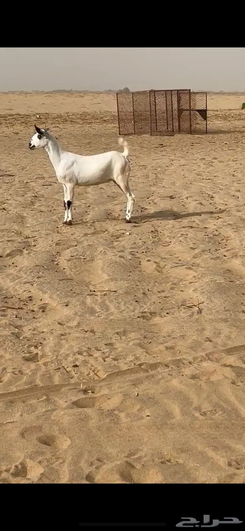 جفره بيشيه فاخره 1