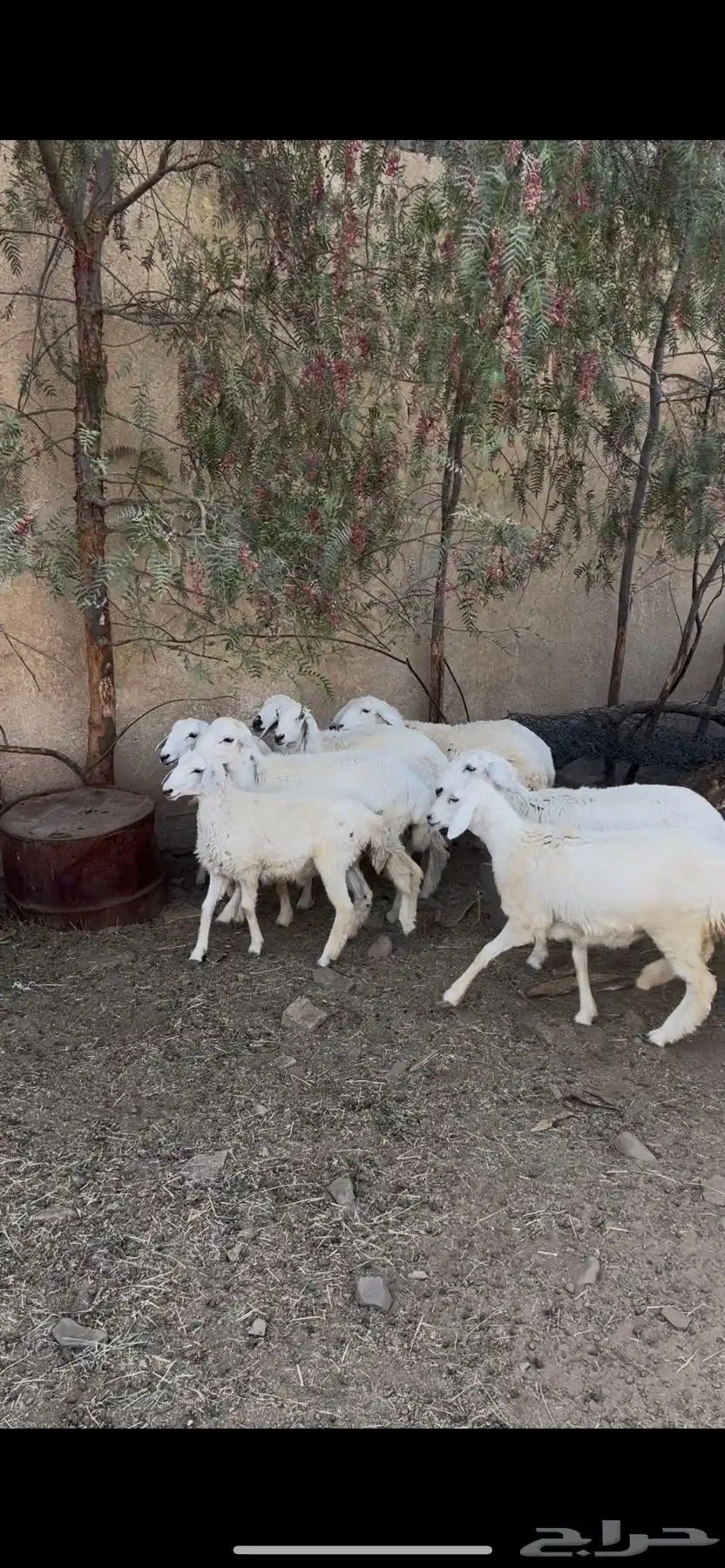 خرفان كفو ومتربيه عندي بظهران الجنوب ذبايح كفو ومشروطه 1