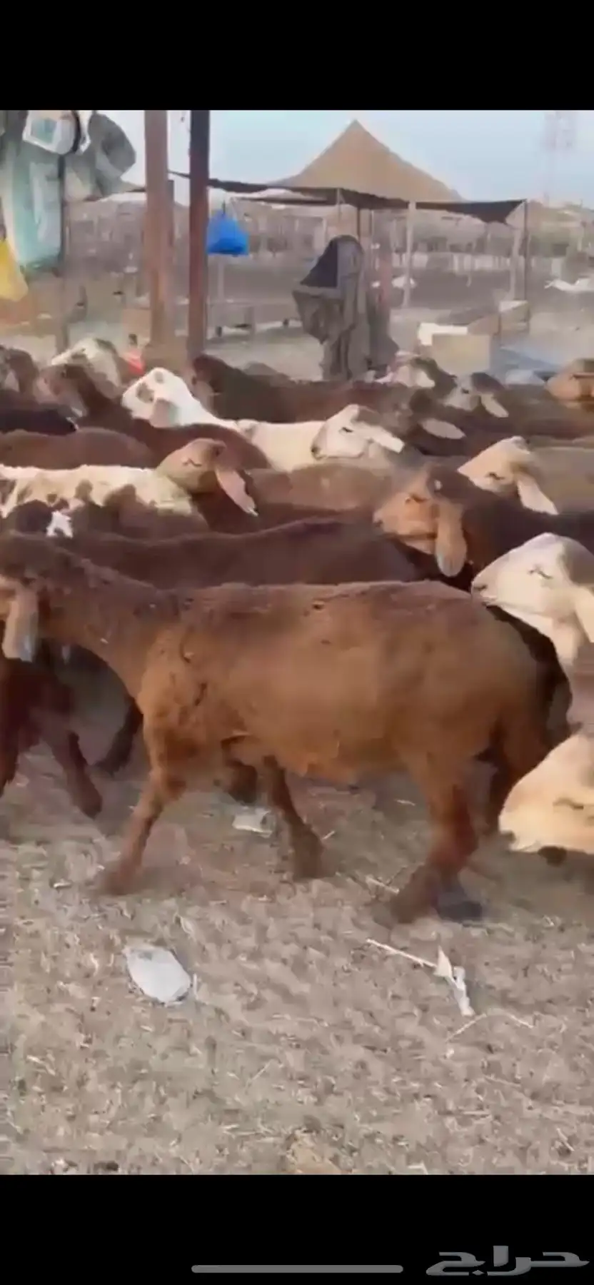 سواكني حمري 1