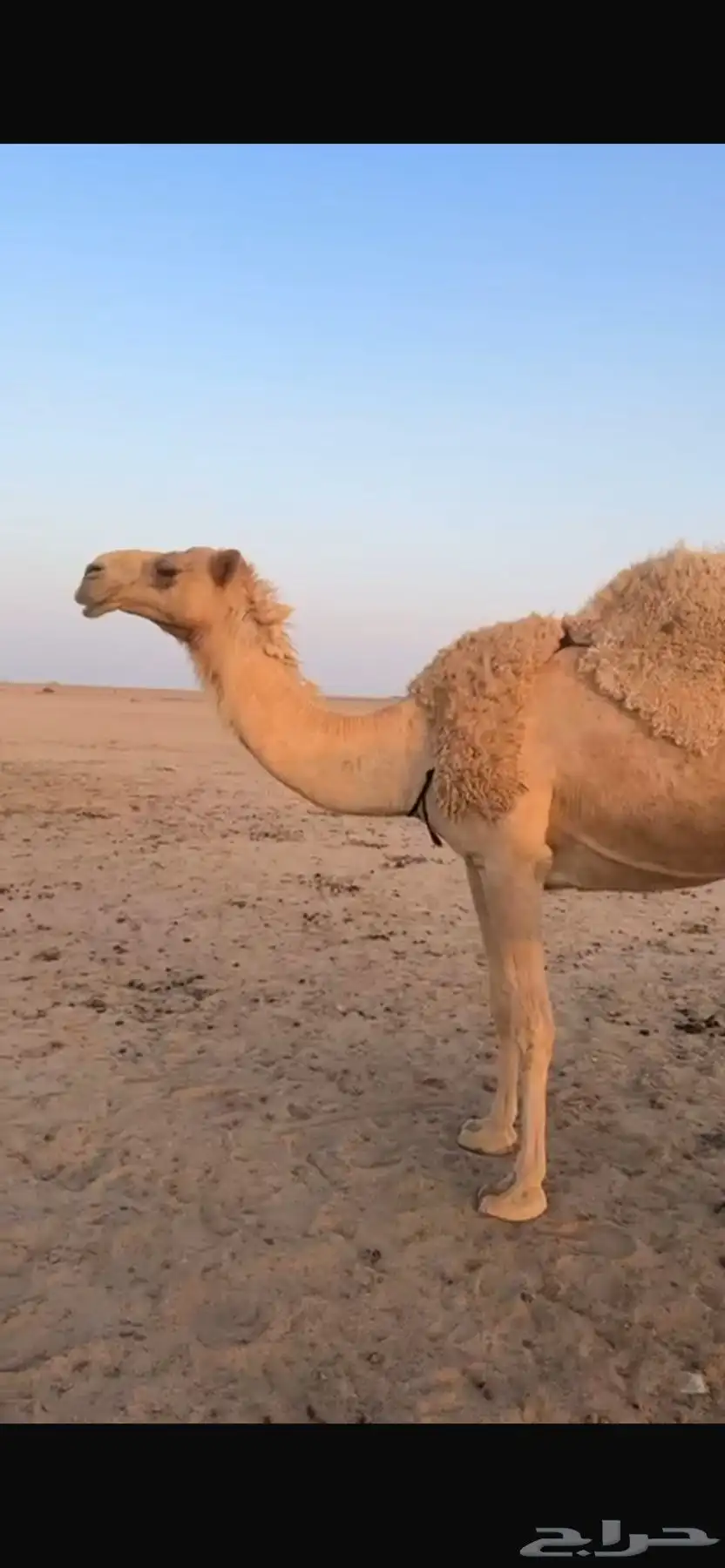 للبيع عشراء تحتها بكره 3