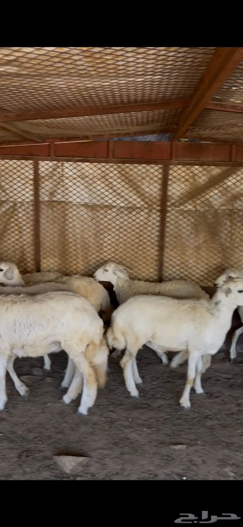 خرفان كفو ومتربيه عندي بظهران الجنوب ذبايح كفو ومشروطه 5