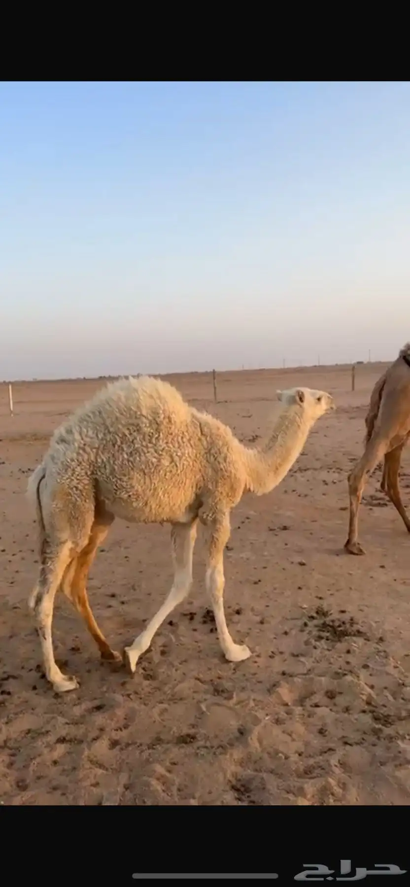 للبيع عشراء تحتها بكره 1