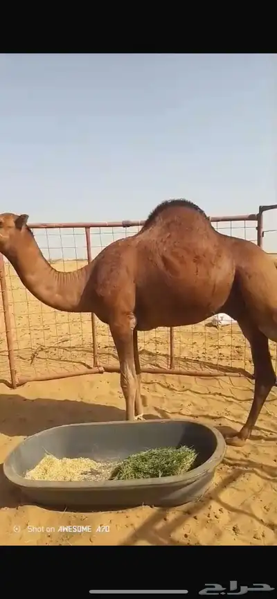 قعود احمر ساحلي 1
