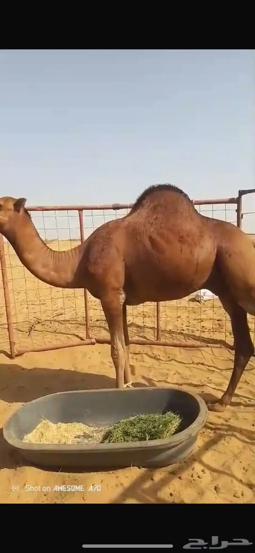 قعود احمر ساحلي 1