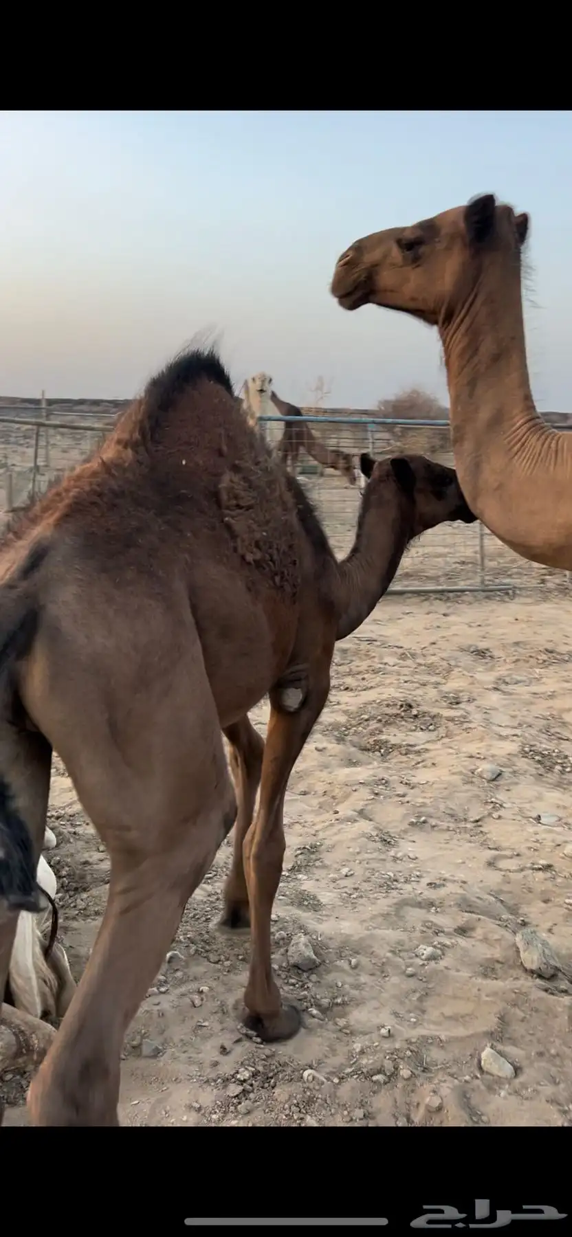 خلفه هديه مشروطه 0
