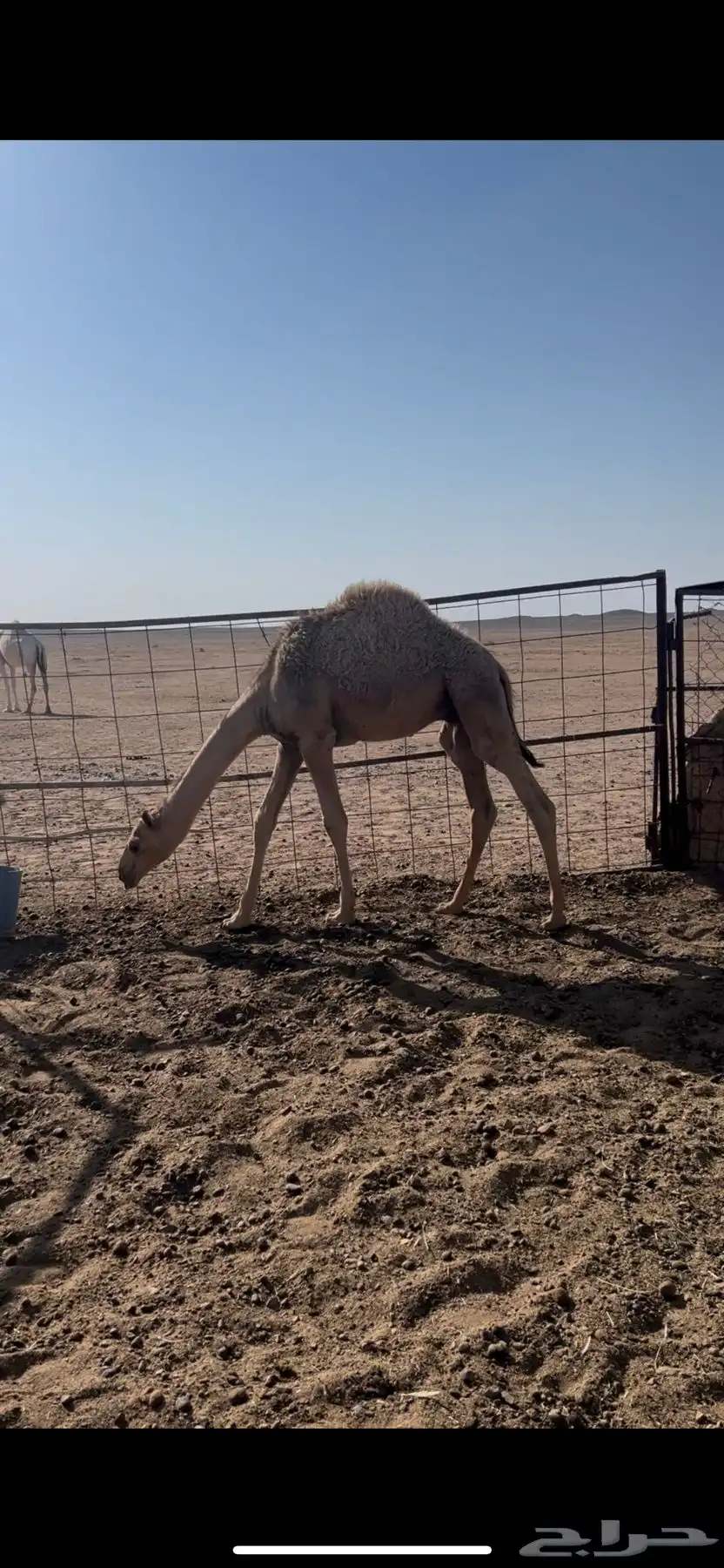 للبيع قعدان 2