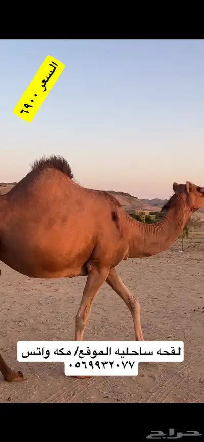 ناقه لقحه جنب 5