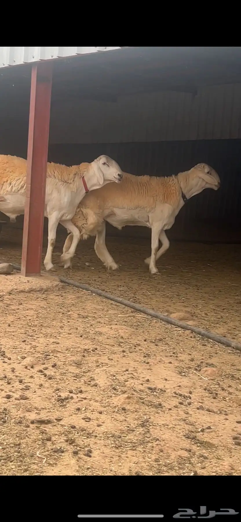 فحل صنف مشروع نوادر 0