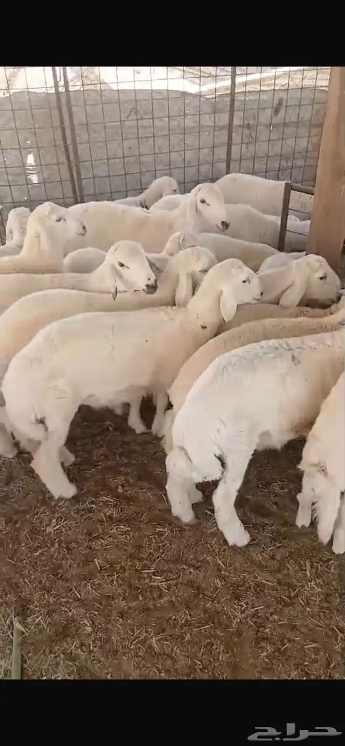 ذبايح ثلاجه ومفاطيح تقييم 100 زبون 1