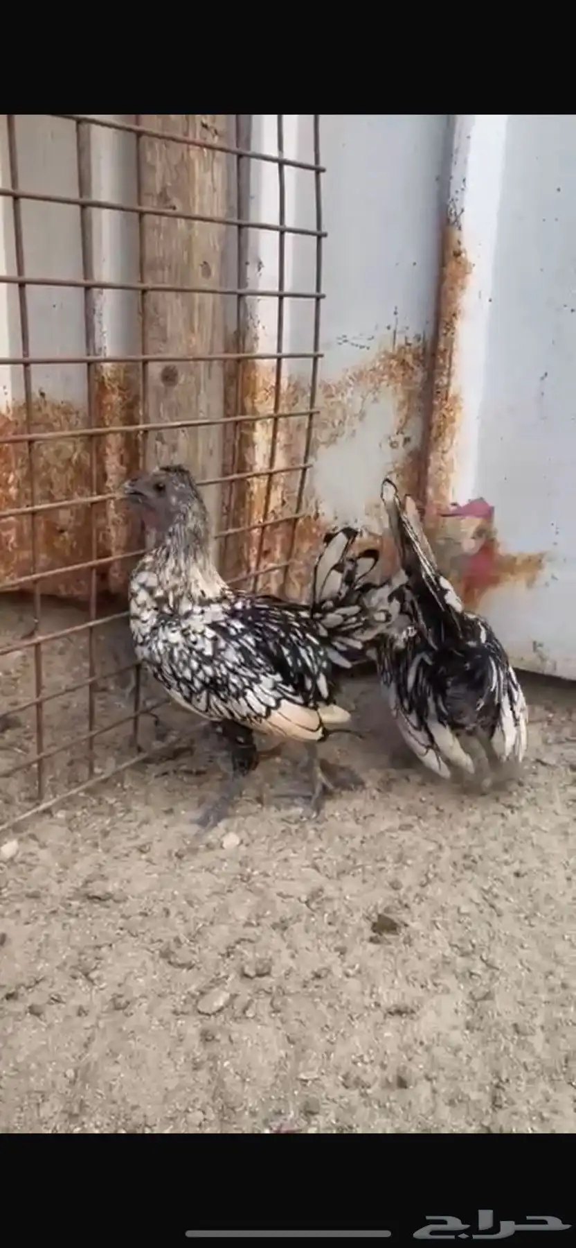 للبيع دجاج حباحب و كوبرا وحمام ودجاج هندي وسبرايت 7
