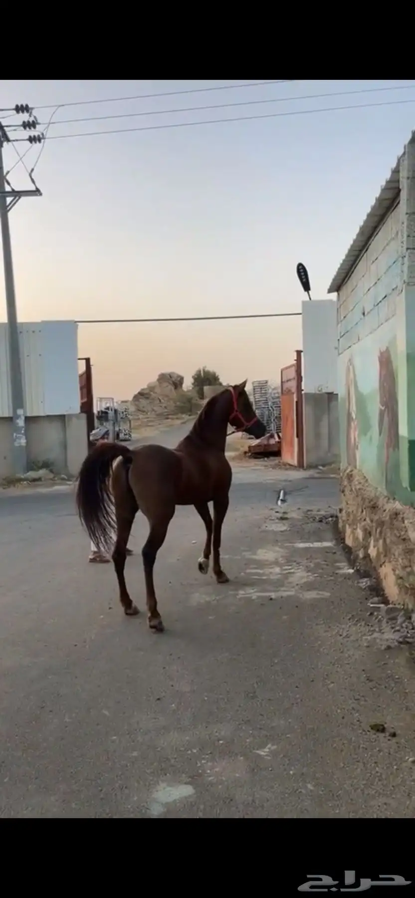حصان للبيع 2