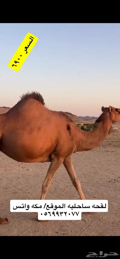 ناقه لقحه جنب 0