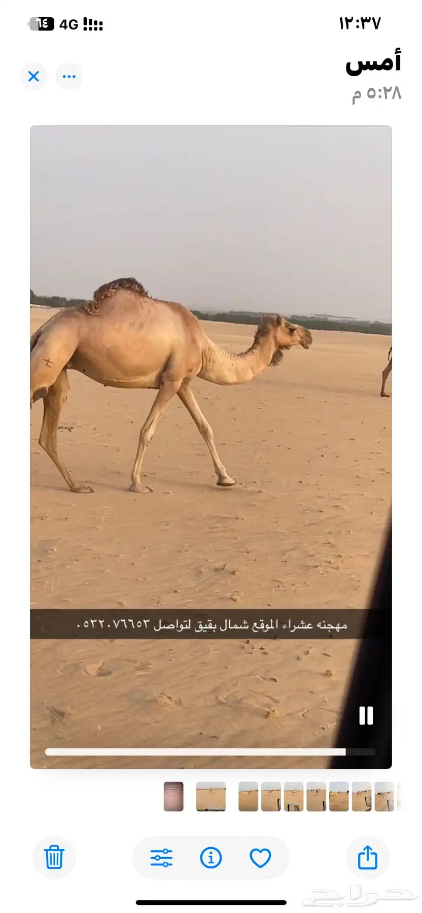 مهجنه السن ام ثالث طيبه عشراء الموقع شمال بقيق 0