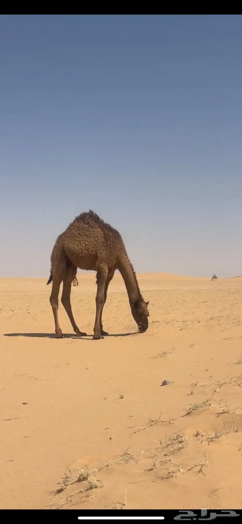 قعدان قصب فل شحم 1