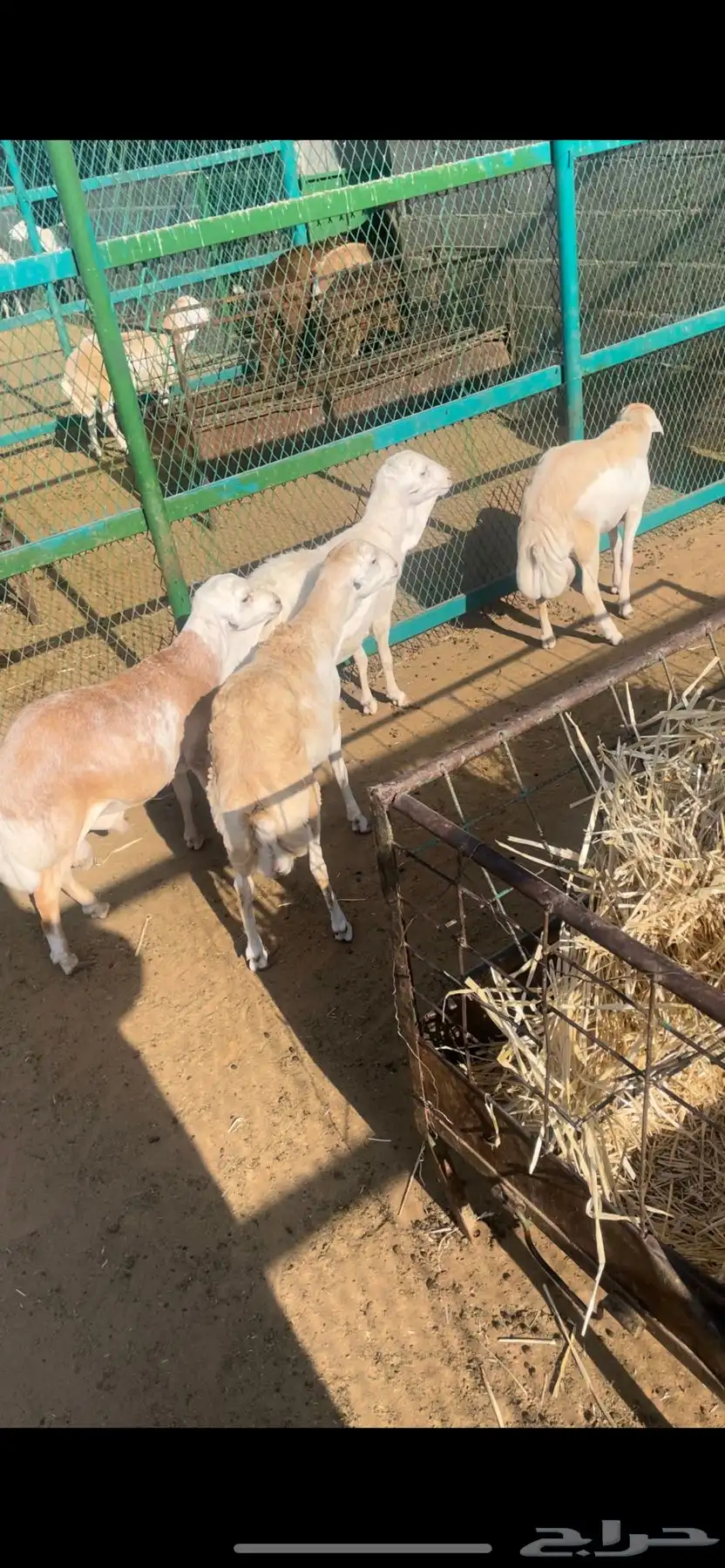 رفيد مرابي 0