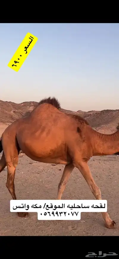 ناقه لقحه جنب 3