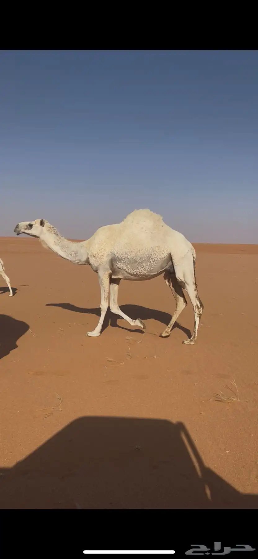 خلفات للبيع 1
