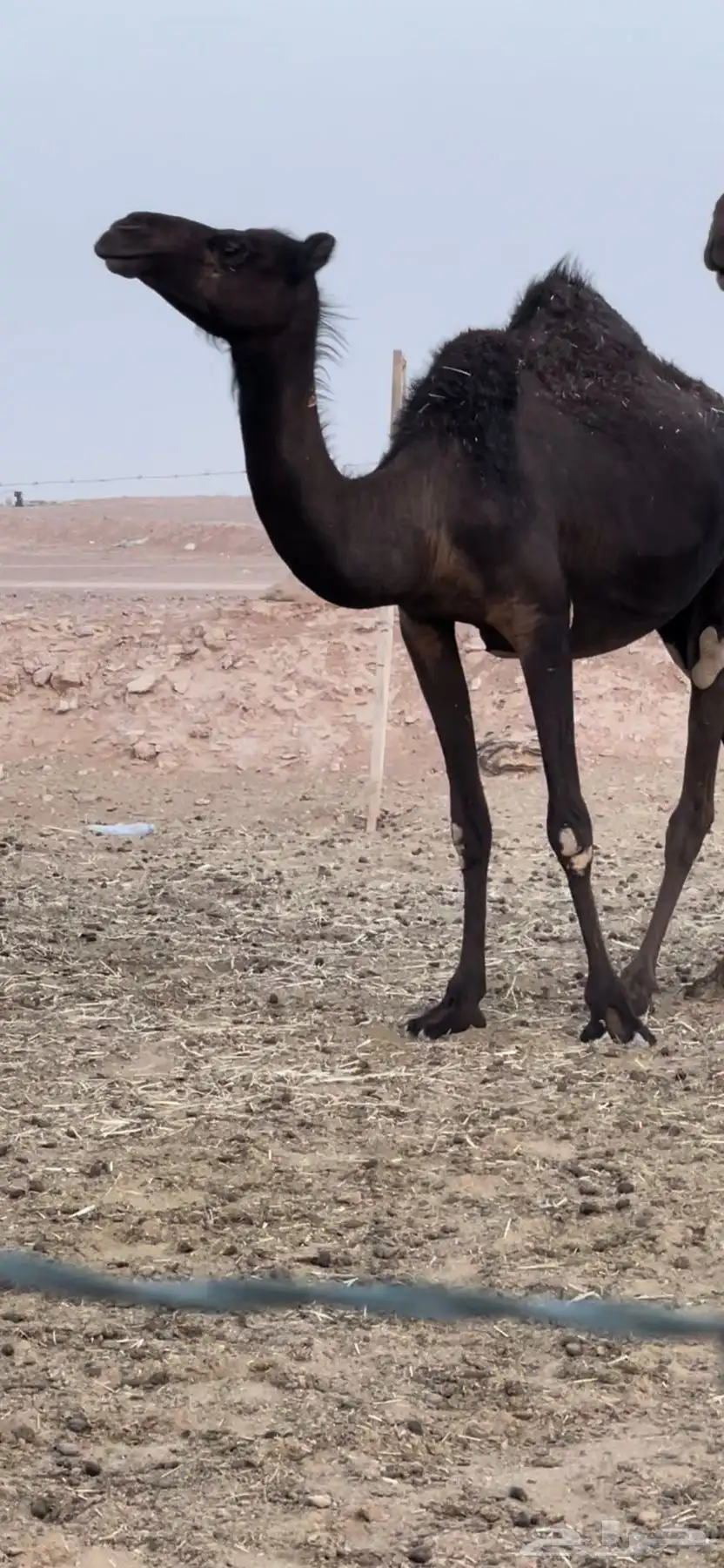 لقحات مجاهيم 9