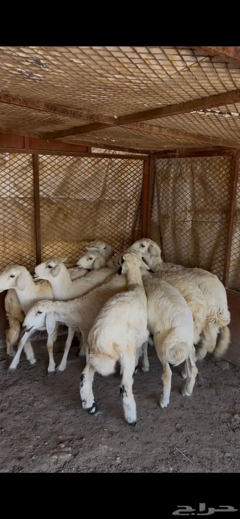 خرفان كفو ومتربيه عندي بظهران الجنوب ذبايح كفو ومشروطه 2