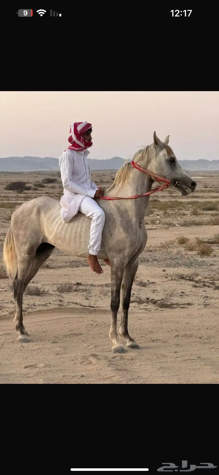 خيل شعبي فاخرر 0