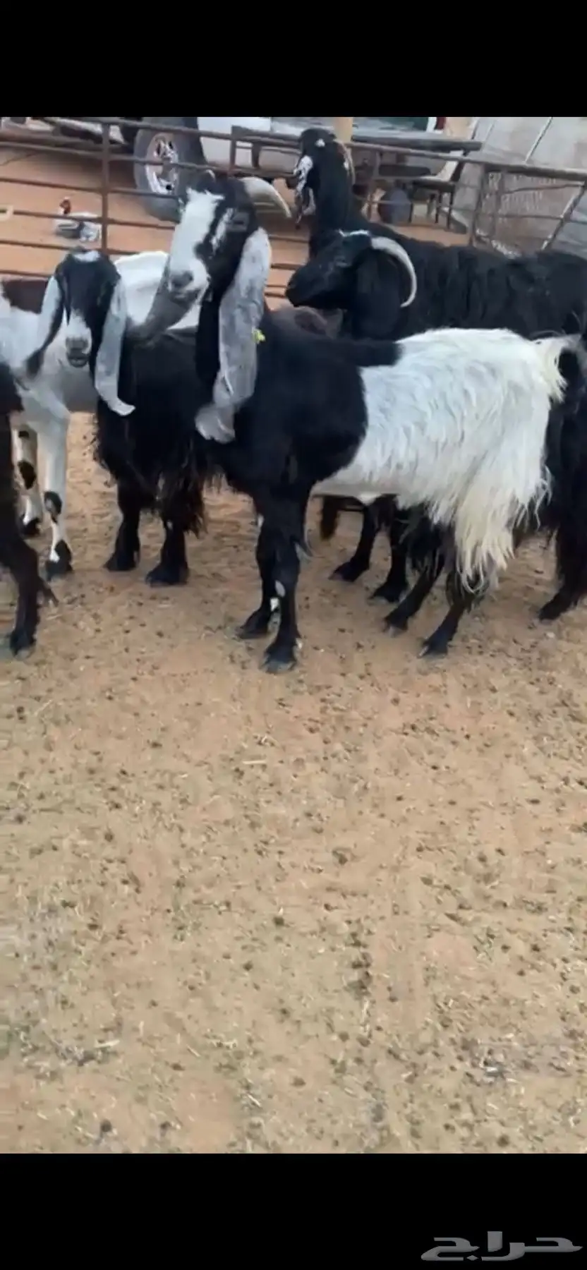 معزا 0