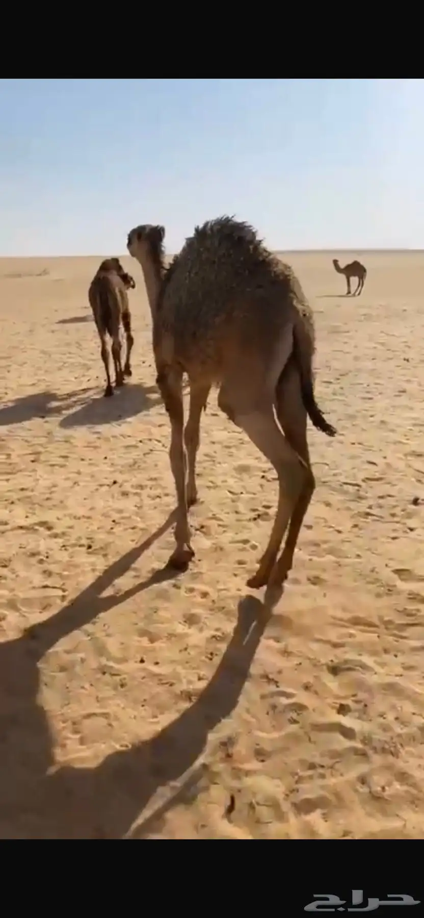 قعدان حشو قصب 1