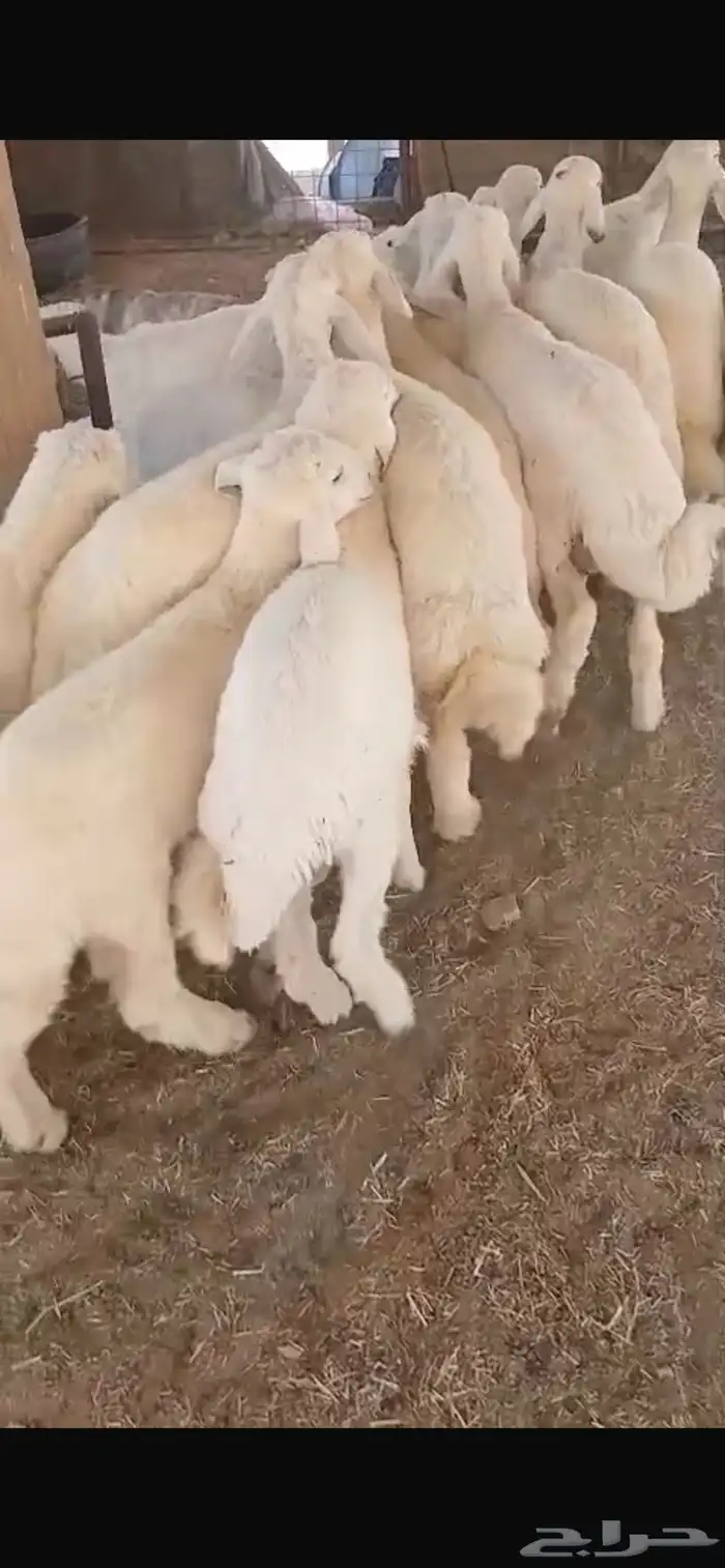 ذبايح ثلاجه ومفاطيح تقييم 100 زبون 3