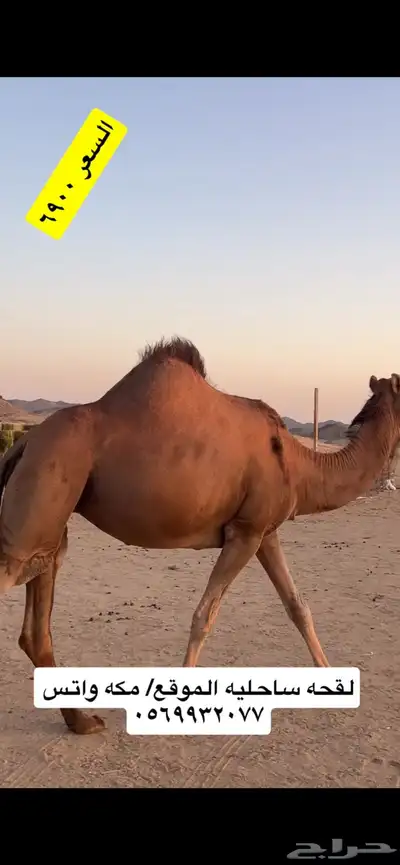 ناقه لقحه جنب 6