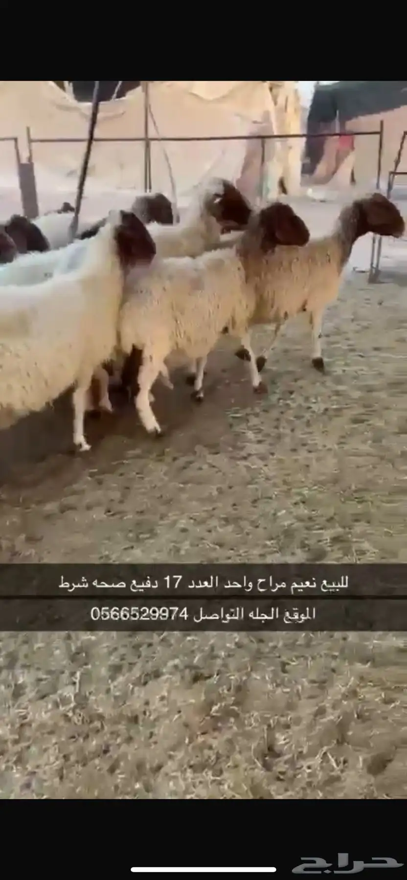 لبيع نعيم 2