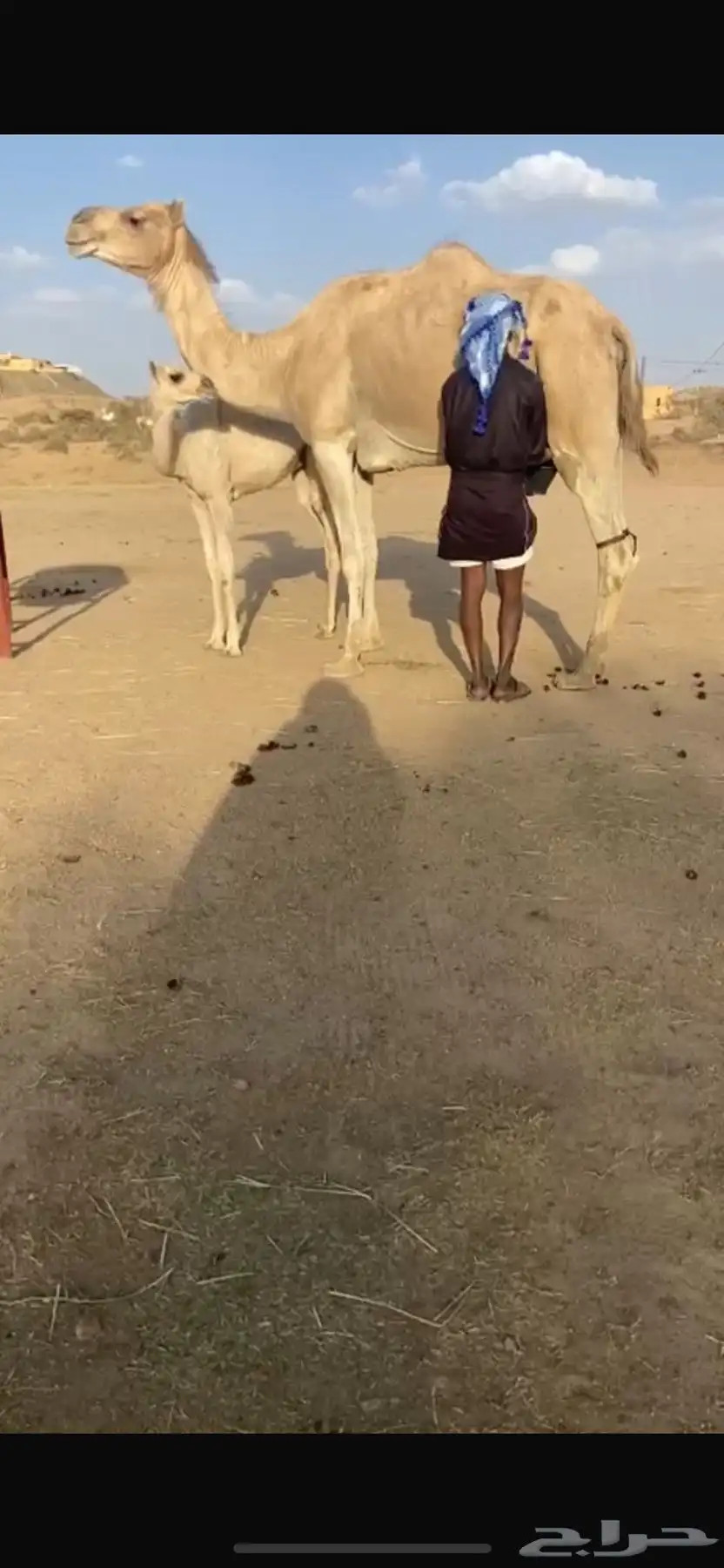 خلفه اركه 0