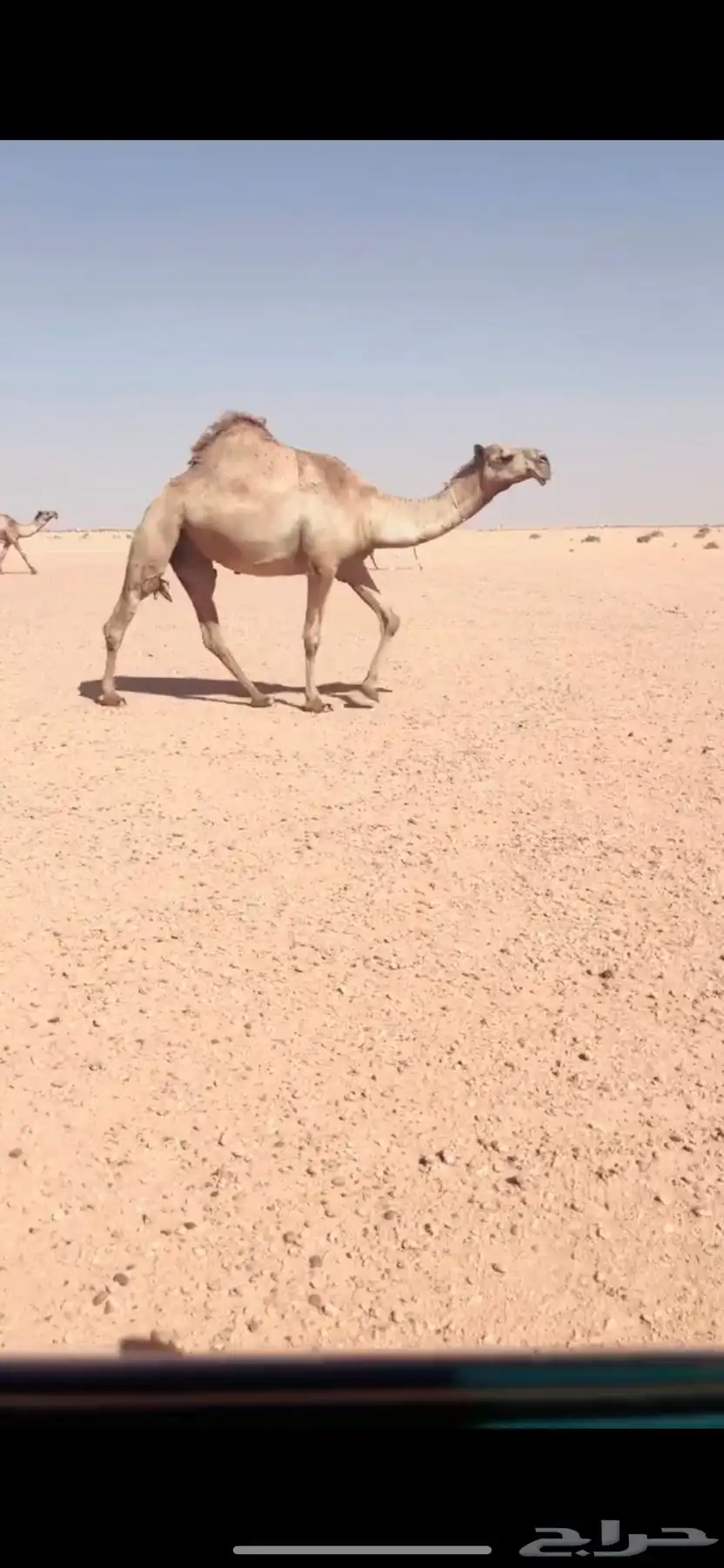 ذود جمله للبيع 2