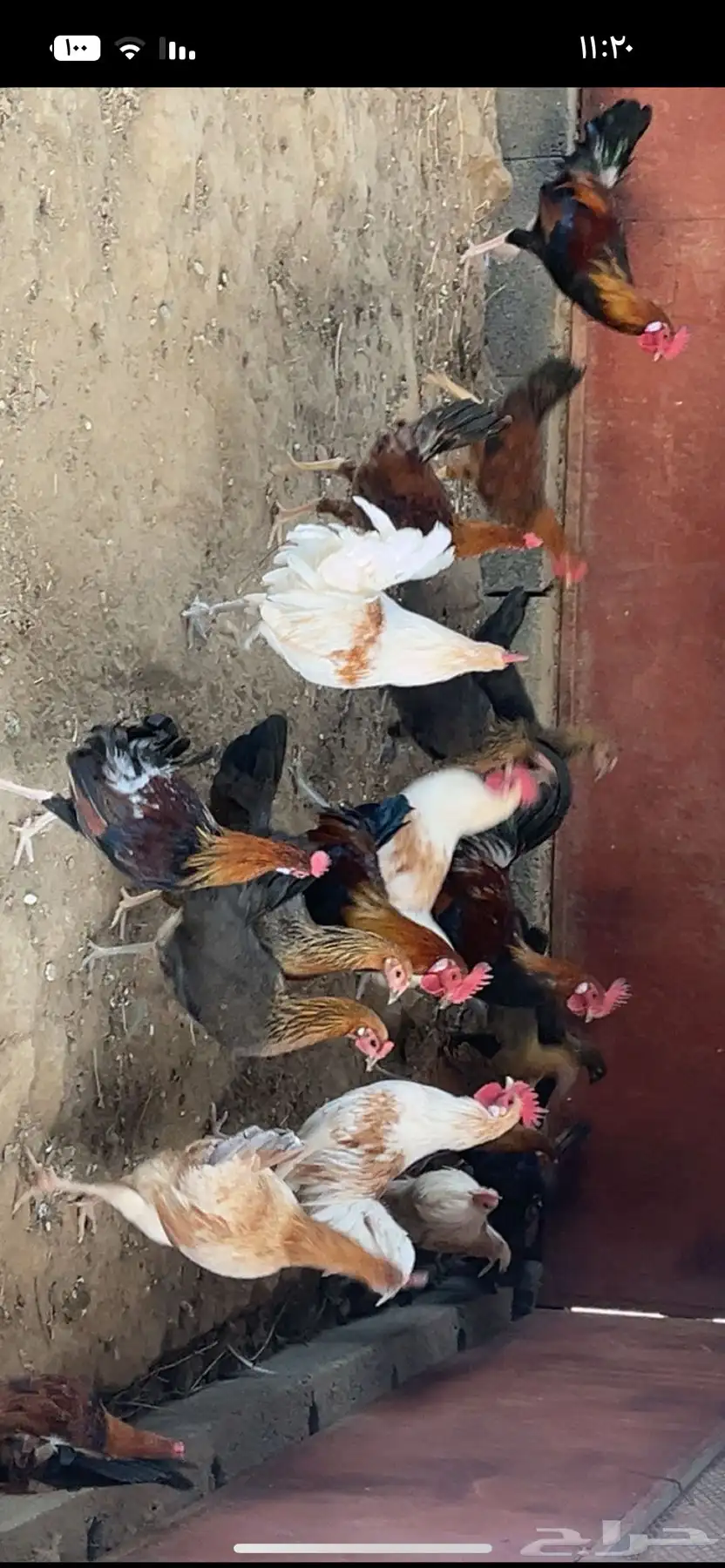 دجاج 0