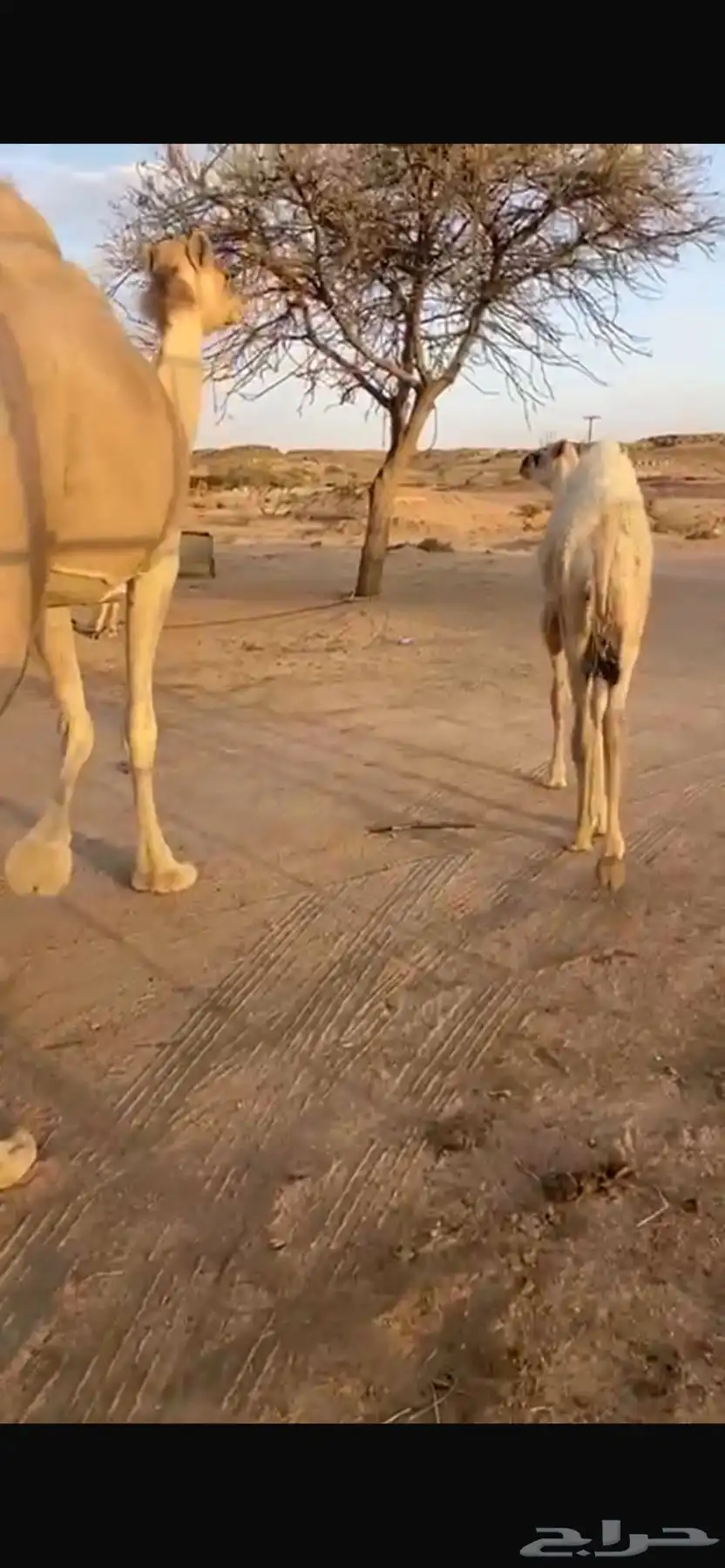 خلفه اركه 2