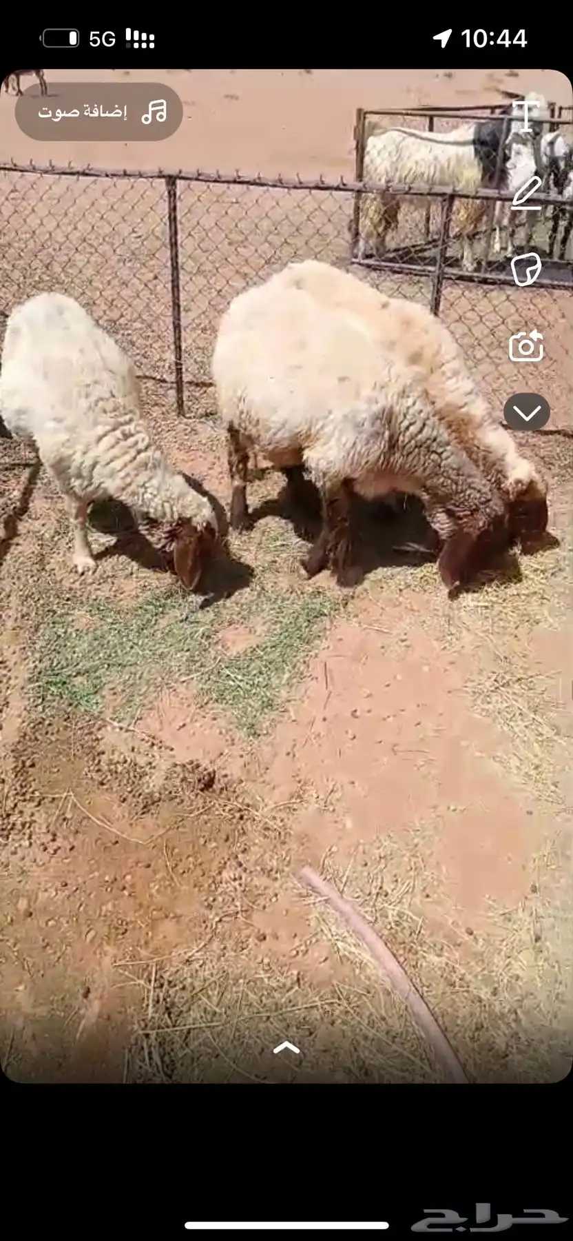 للبيع نعميم حيل وجرم 0