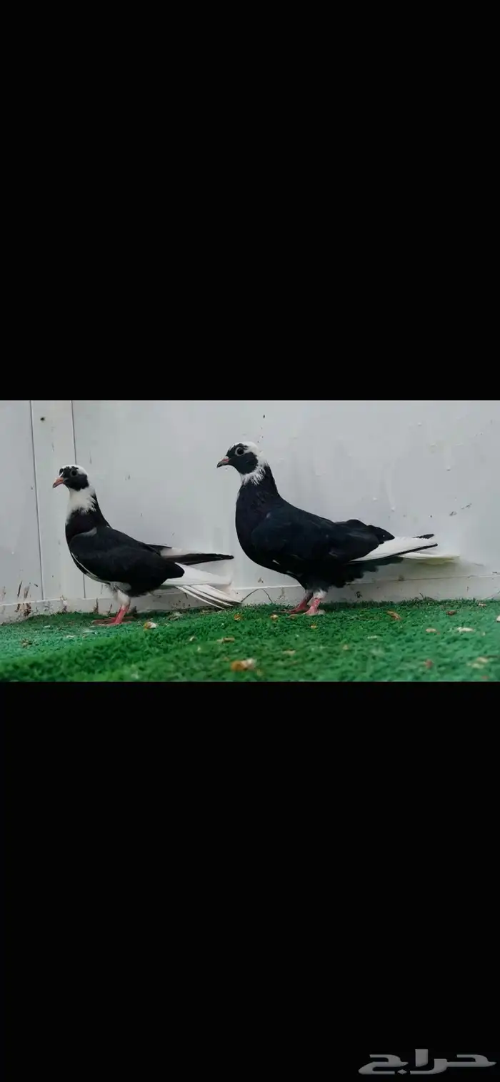 طبه قلاب هجارس 1