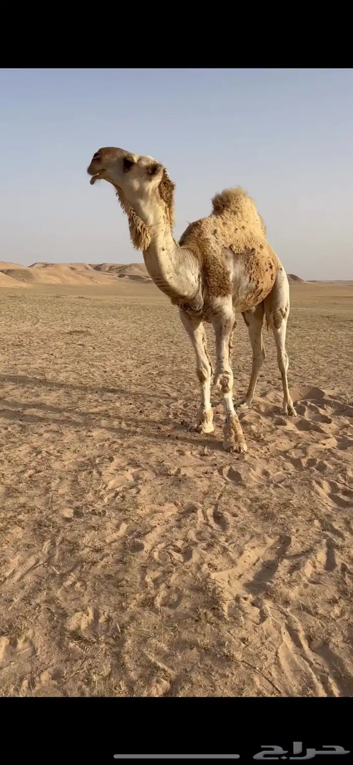 للبيع البعير 0
