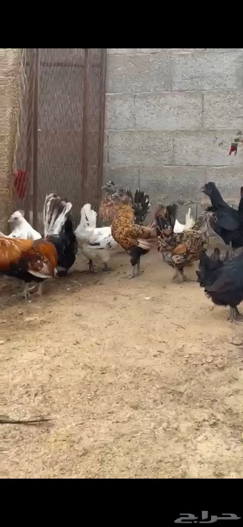 للبيع دجاج حباحب و كوبرا وحمام ودجاج هندي وسبرايت 8