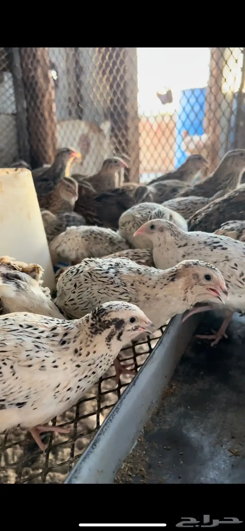 بيض سمان حي التيسير 0