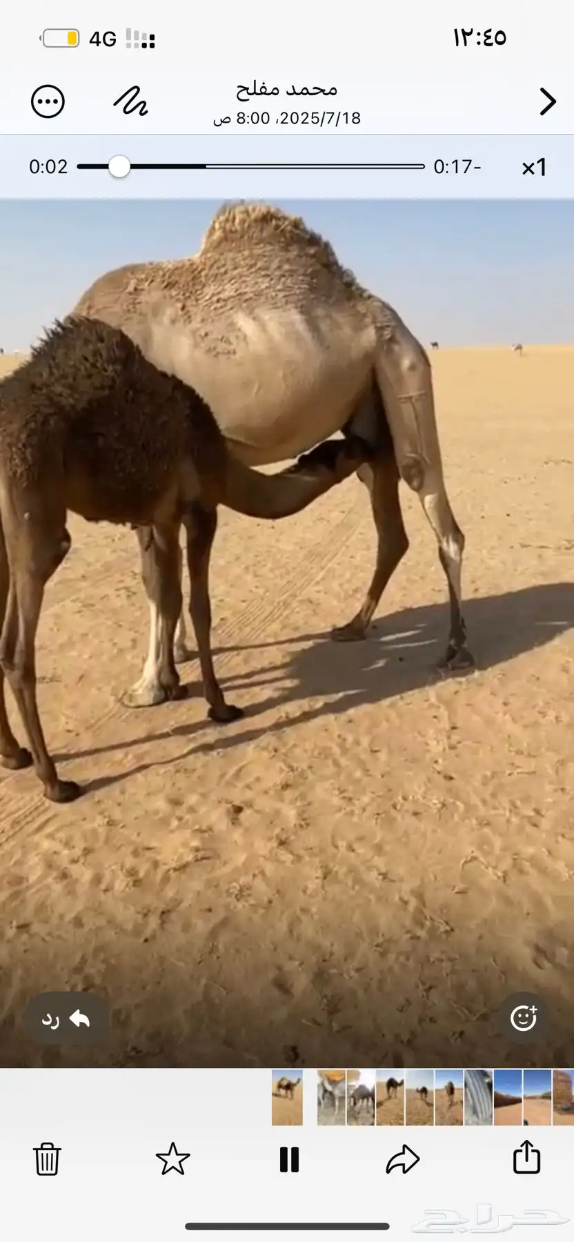قعدان حشو قصب 2
