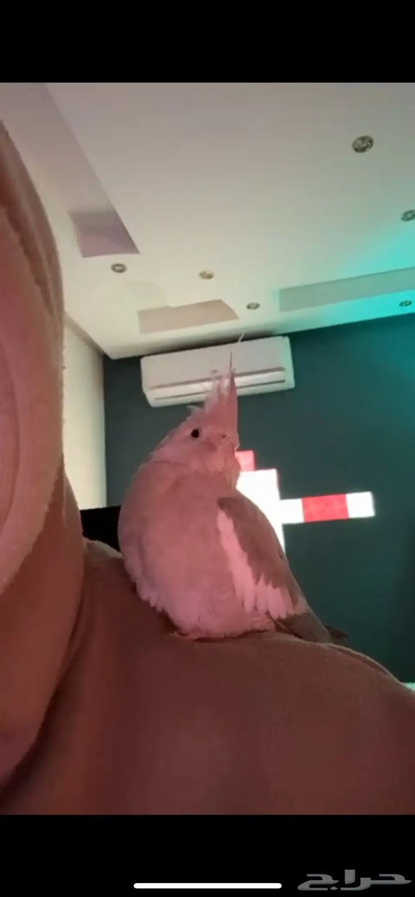 للبيع طير كروان البينو أليف جدا جدا 0