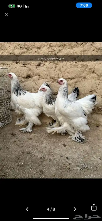ديوك براهم كولمبي 5