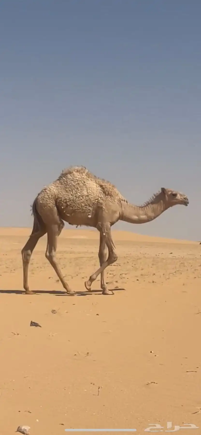 قعدان قصب فل شحم 2