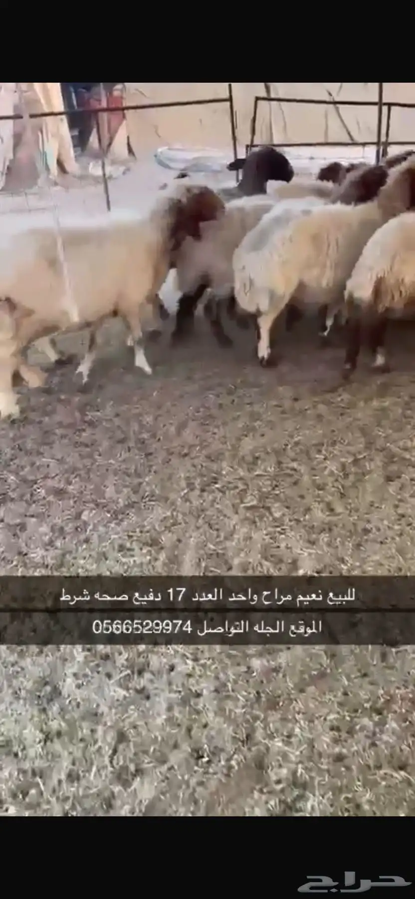 لبيع نعيم 1