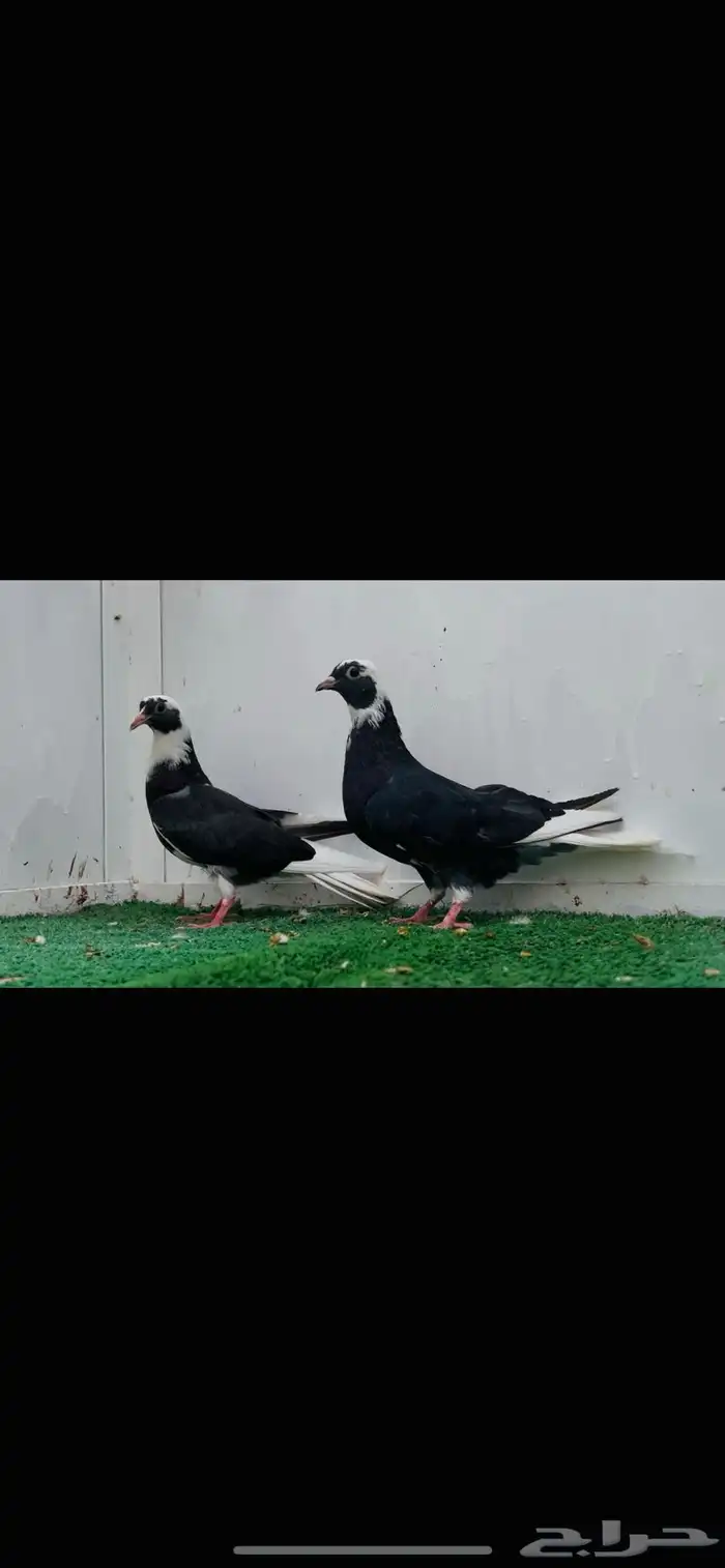 طبه قلاب هجارس 2